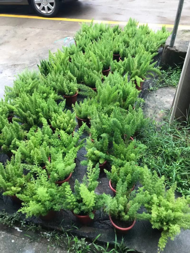 狐尾天冬基地直销精品绿植盆栽当天下单当天发货