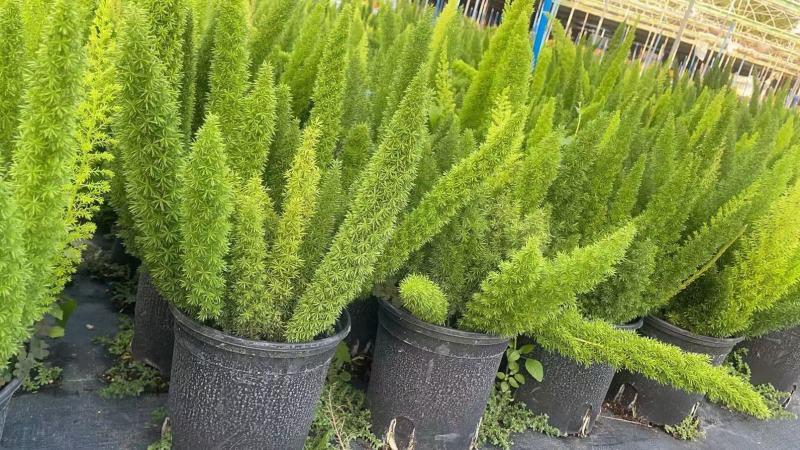 狐尾天冬基地直销精品绿植盆栽当天下单当天发货