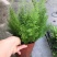 狐尾天冬基地直销精品绿植盆栽当天下单当天发货