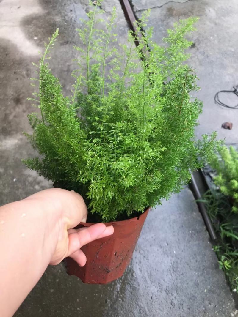 狐尾天冬基地直销精品绿植盆栽当天下单当天发货