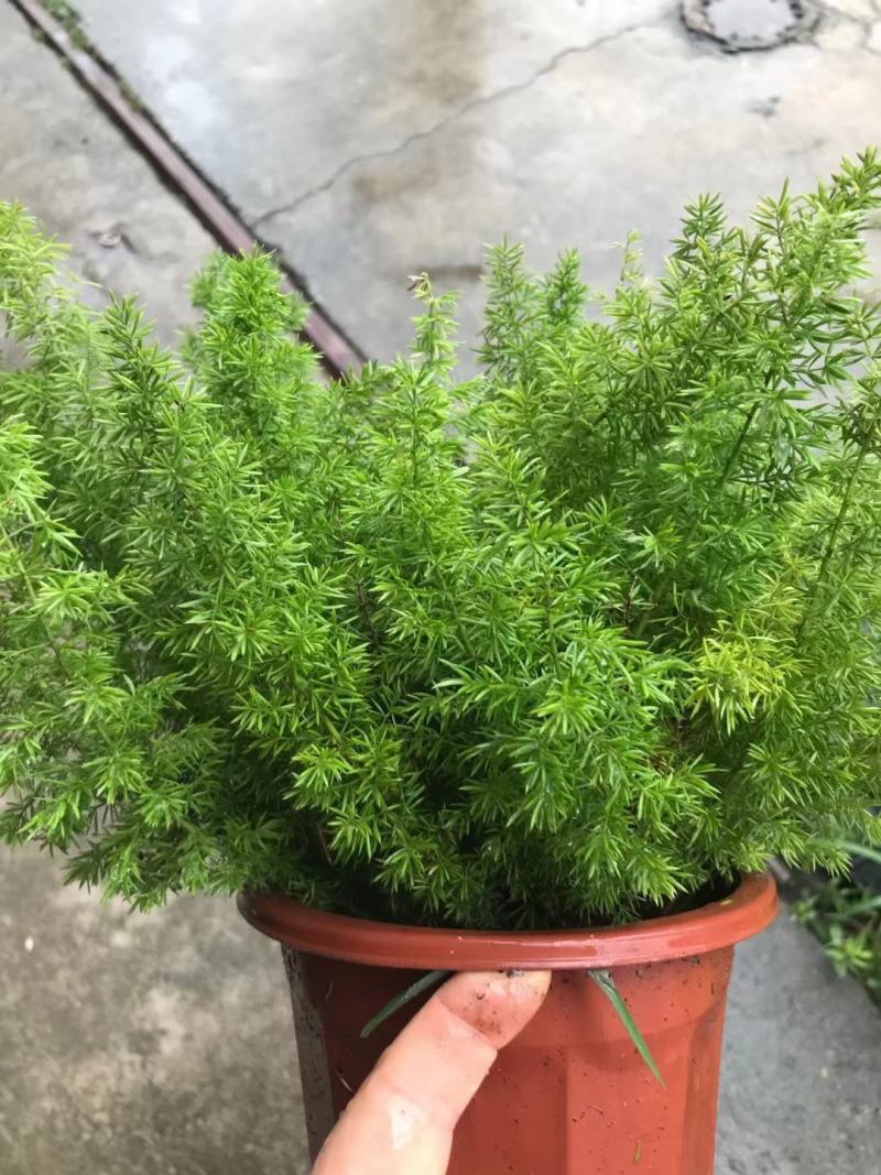 狐尾天冬基地直销精品绿植盆栽当天下单当天发货