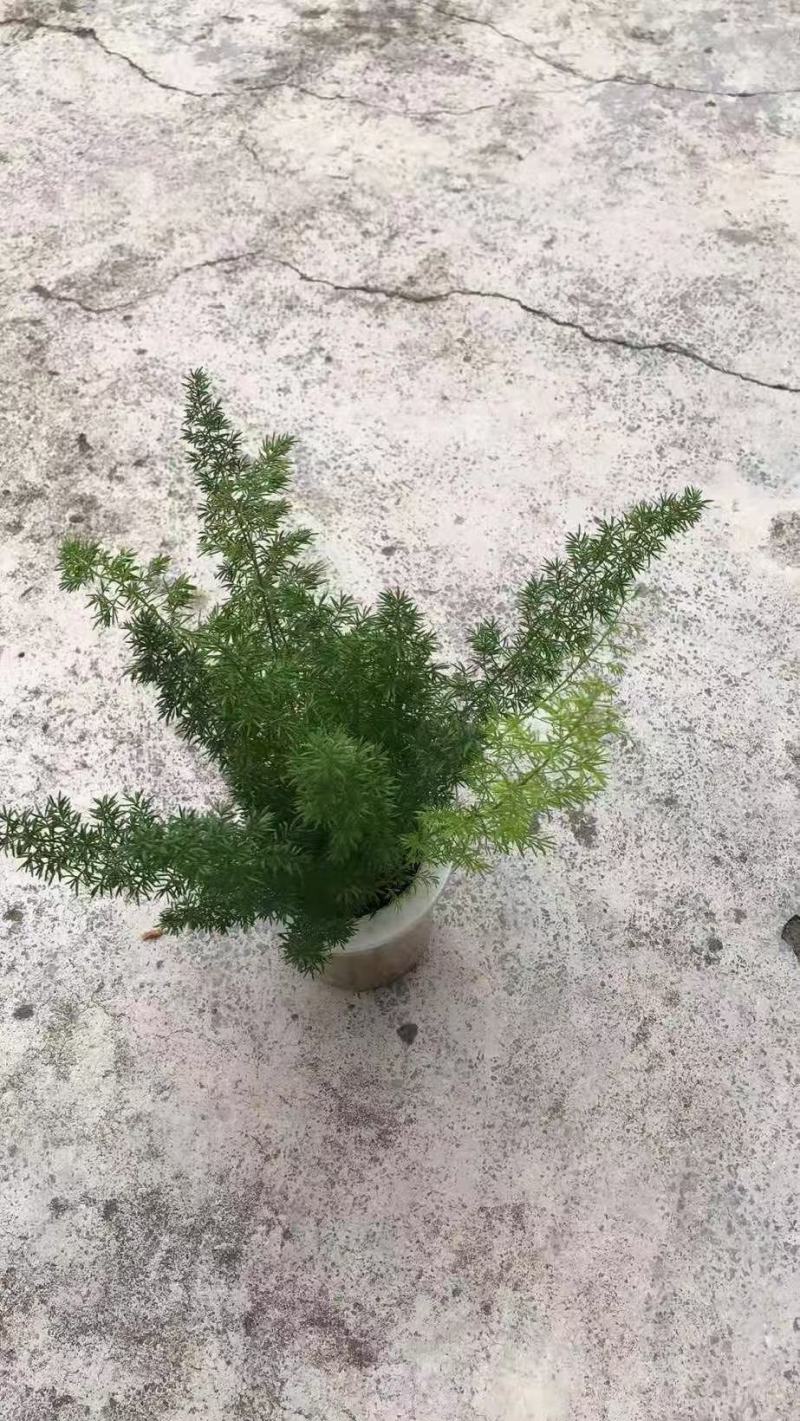 狐尾天冬基地直销精品绿植盆栽当天下单当天发货