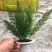 狐尾天冬基地直销精品绿植盆栽当天下单当天发货