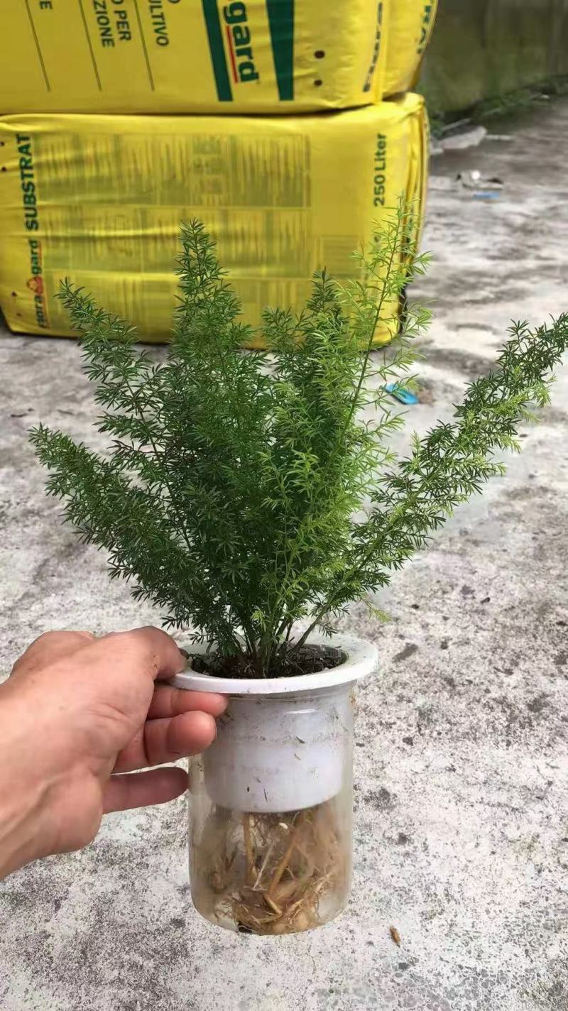 狐尾天冬基地直销精品绿植盆栽当天下单当天发货