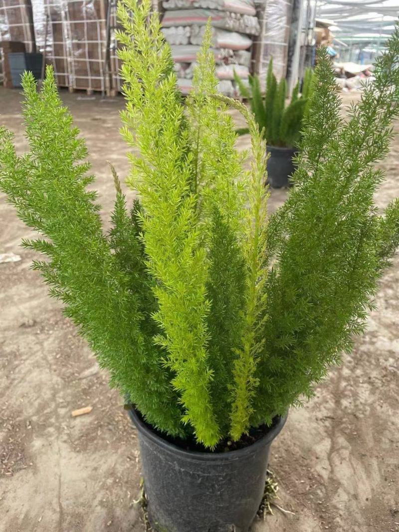 狐尾天冬基地直销精品绿植盆栽当天下单当天发货
