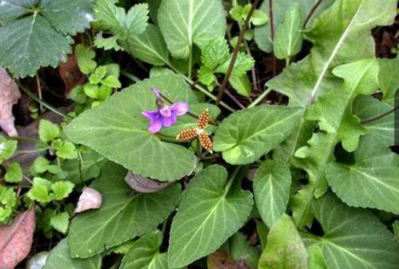 紫花地丁种子多年生花种籽子野堇菜花籽四季易活地被覆绿耐寒