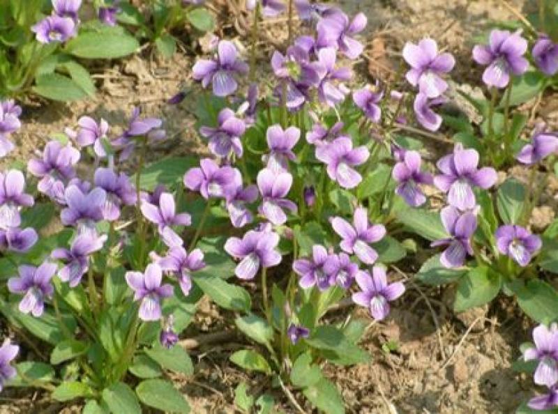 紫花地丁种子多年生花种籽子野堇菜花籽四季易活地被覆绿耐寒