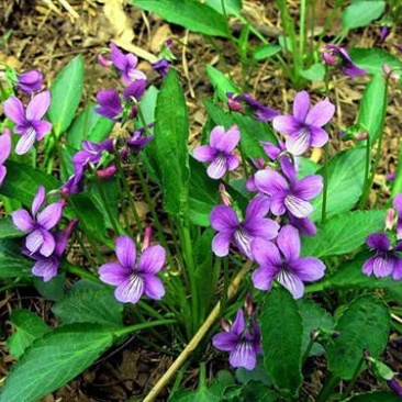 紫花地丁种子多年生花种籽子野堇菜花籽四季易活地被覆绿耐寒