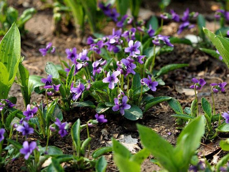紫花地丁种子多年生花种籽子野堇菜花籽四季易活地被覆绿耐寒