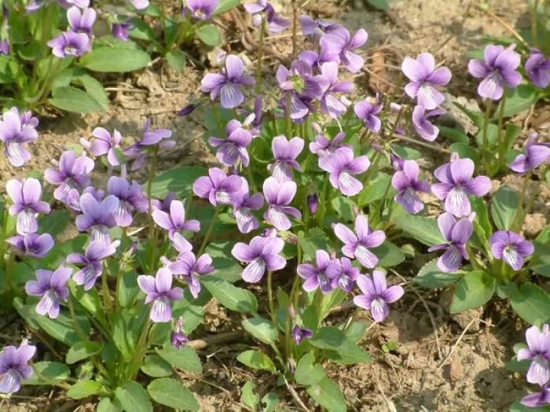 紫花地丁种子多年生花种籽子野堇菜花籽四季易活地被覆绿耐寒