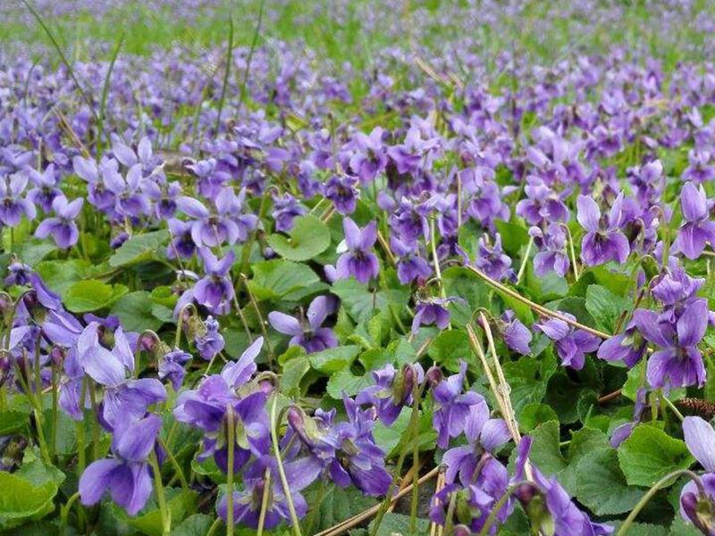 紫花地丁种子多年生花种籽子野堇菜花籽四季易活地被覆绿耐寒
