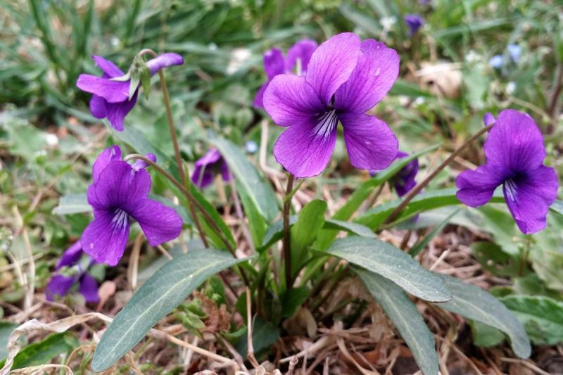 紫花地丁种子多年生花种籽子野堇菜花籽四季易活地被覆绿耐寒