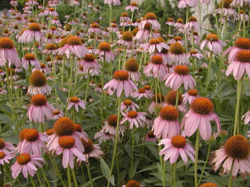 松果菊种子多年生耐寒耐热庭院盆栽花卉花籽菊花阳台种植