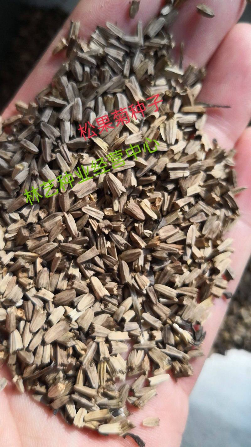 松果菊种子多年生耐寒耐热庭院盆栽花卉花籽菊花阳台种植
