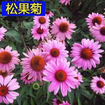 松果菊种子多年生耐寒耐热庭院盆栽花卉花籽菊花阳台种植