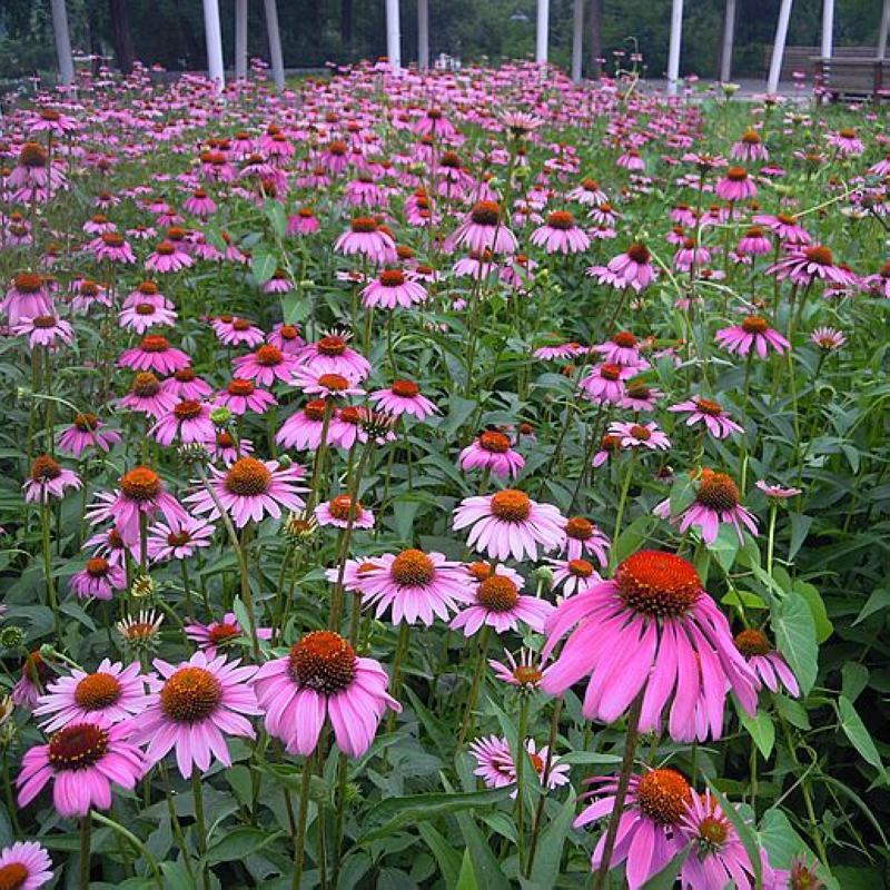 松果菊种子多年生耐寒耐热庭院盆栽花卉花籽菊花阳台种植