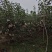 秋月梨，南水梨，华山梨。