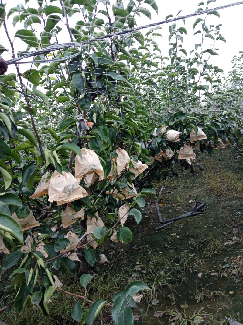 秋月梨，南水梨，华山梨。