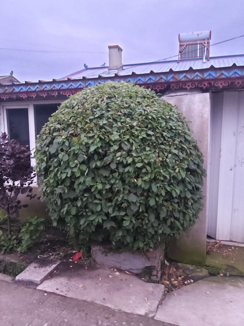 金叶榆造型树榆树造型风景树