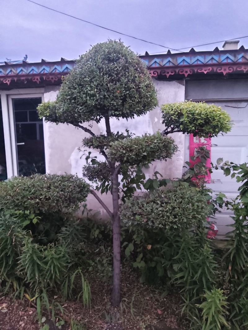 金叶榆造型树榆树造型风景树