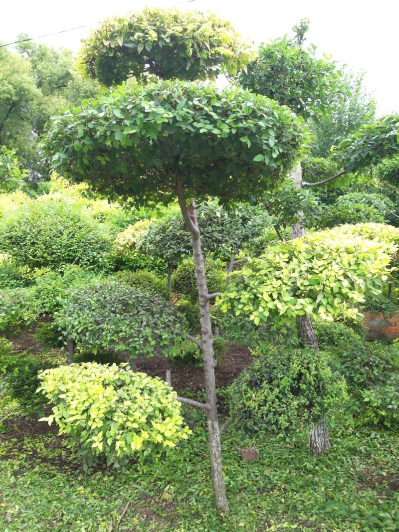 金叶榆造型树榆树造型风景树