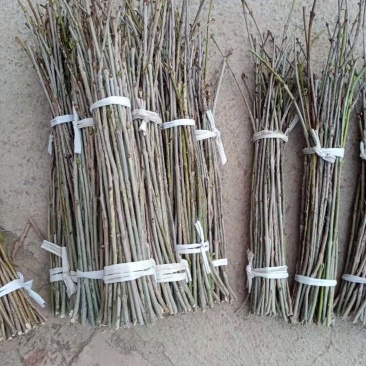 金蝉白蜡卵枝条，优质白蜡条，专业做孵化，有多年丰富养殖，