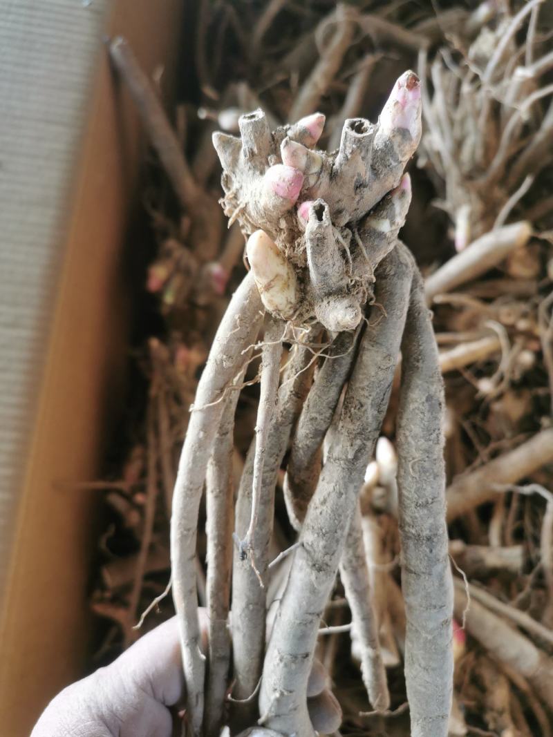 大花芍药切花芍药菏泽正宗观赏基地盆栽顺丰包邮