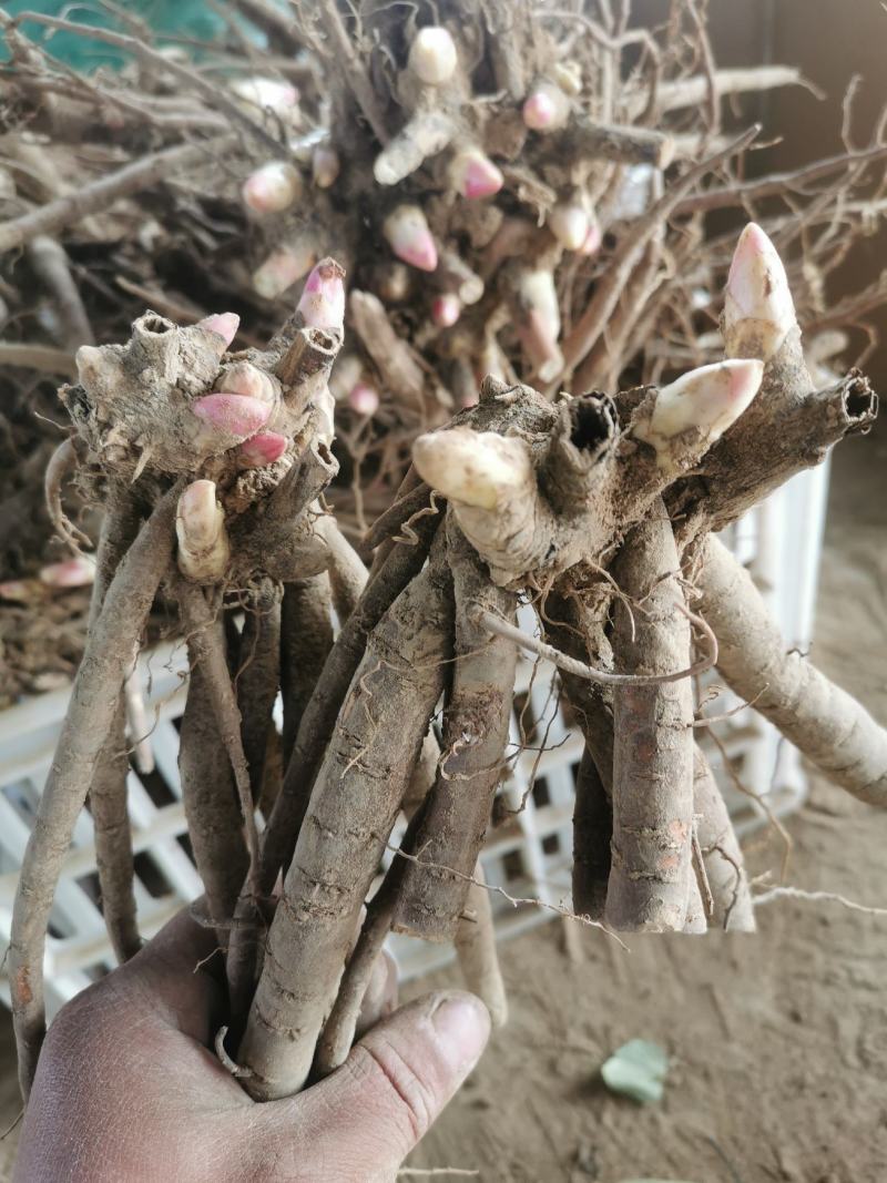 大花芍药切花芍药菏泽正宗观赏基地盆栽顺丰包邮