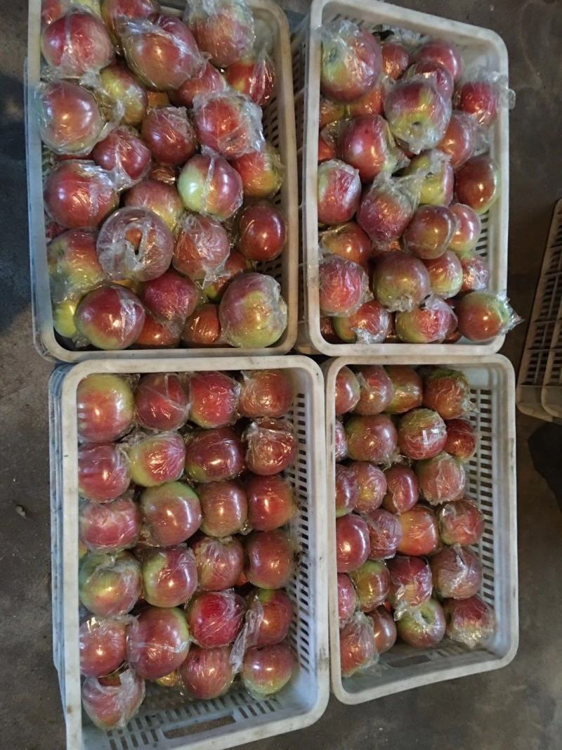 红露苹果美八苹果大量批发货源充足当天采摘单车发货