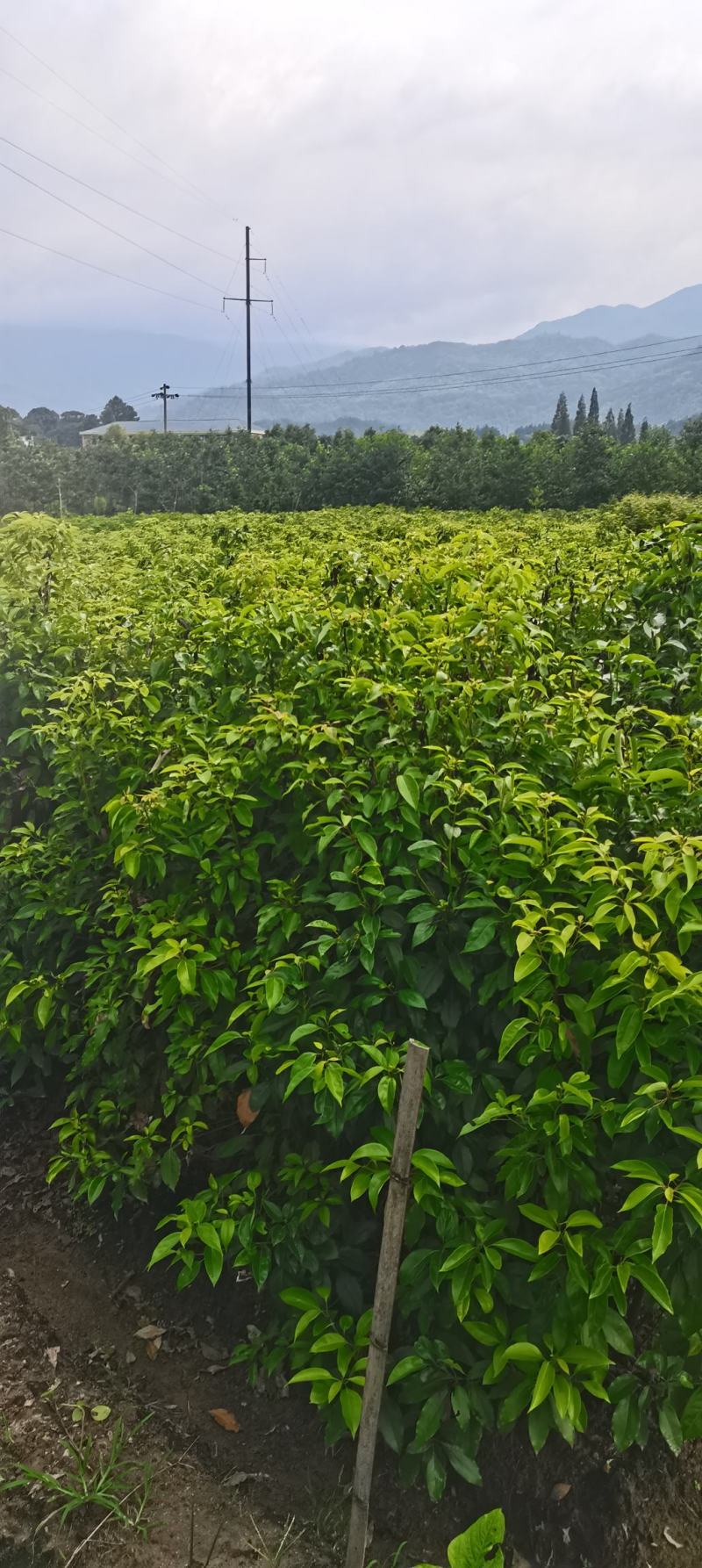 供应两年生香樟小苗，高度80-1米，裸根苗