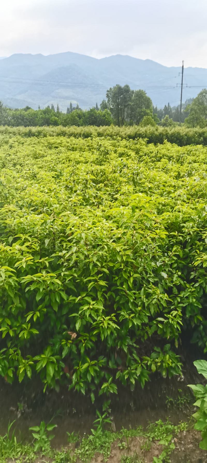 供应两年生香樟小苗，高度80-1米，裸根苗