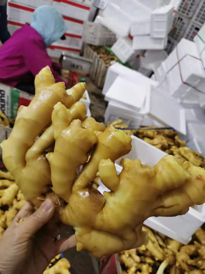 生姜批发档口