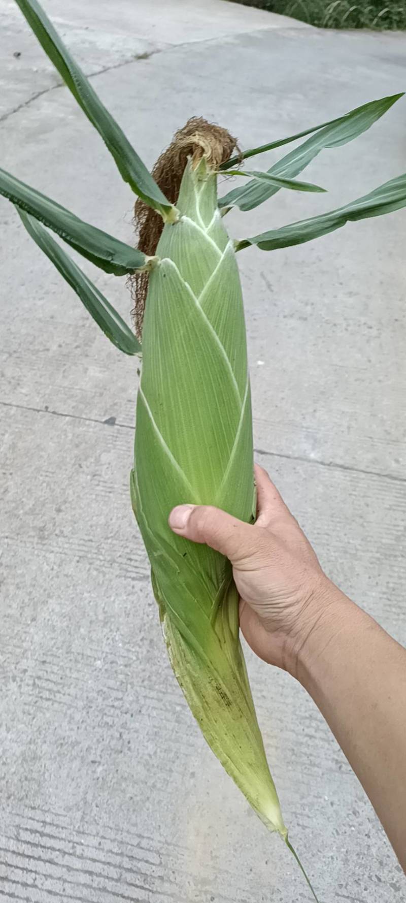 鲜玉米