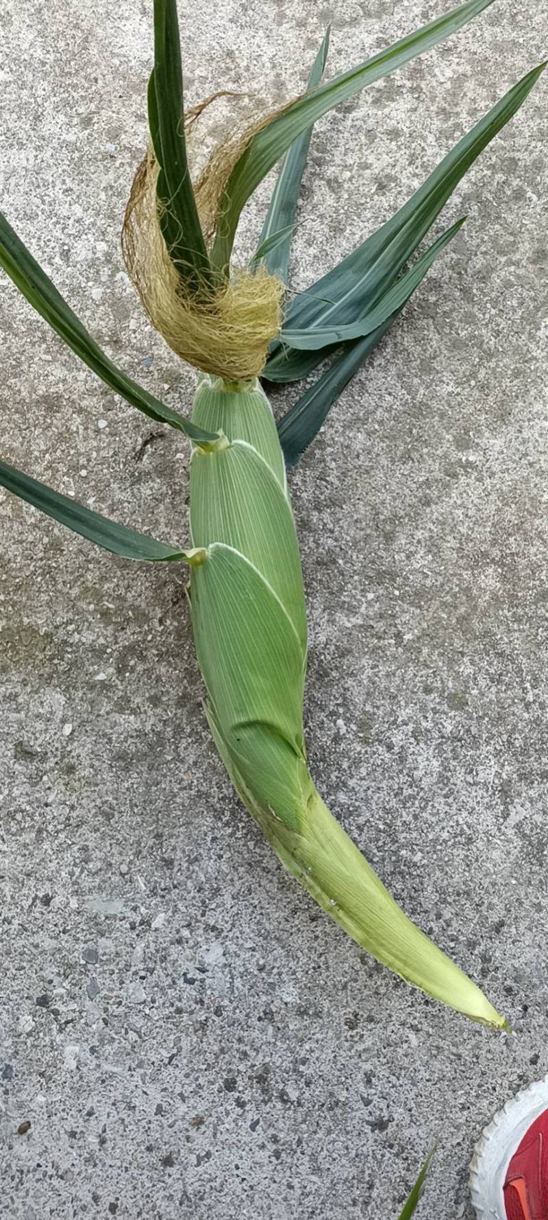 鲜玉米