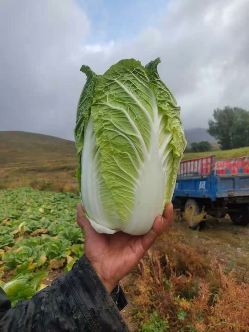 河北白菜矮颗黄心白菜一手货源诚信代办可视频看货