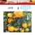 光富柑桔专业合作社，大量出售椪柑，芦柑。