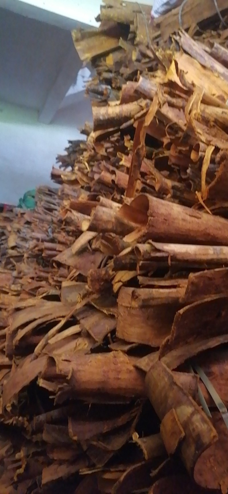 黄皮大量批发需要的联系我