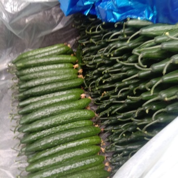 精品黄瓜