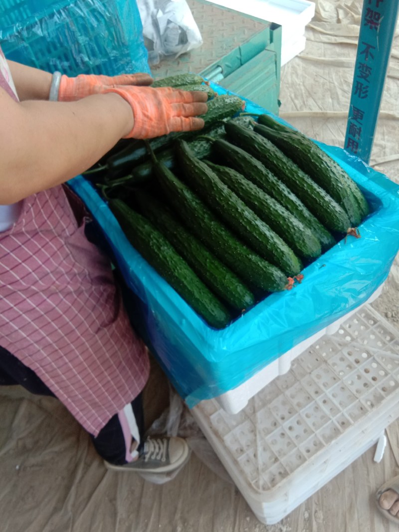 精品黄瓜