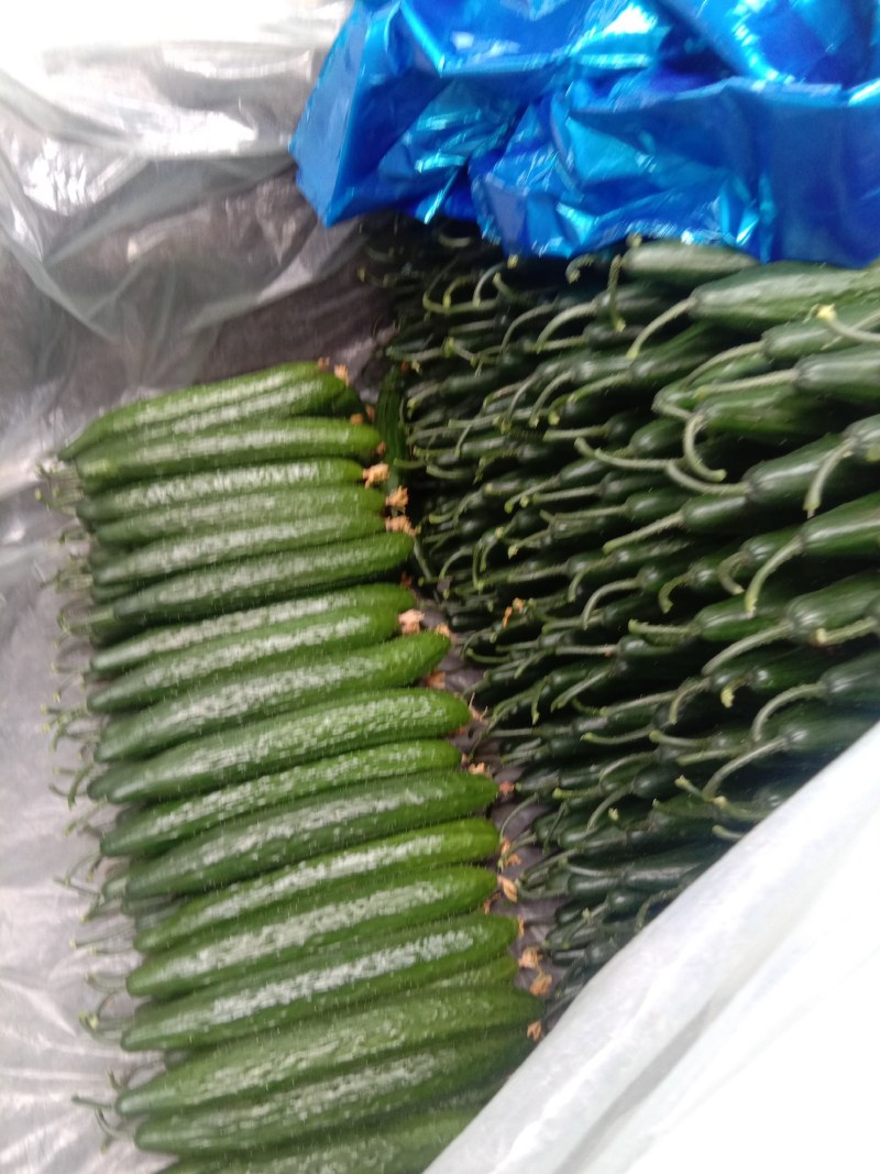 精品黄瓜