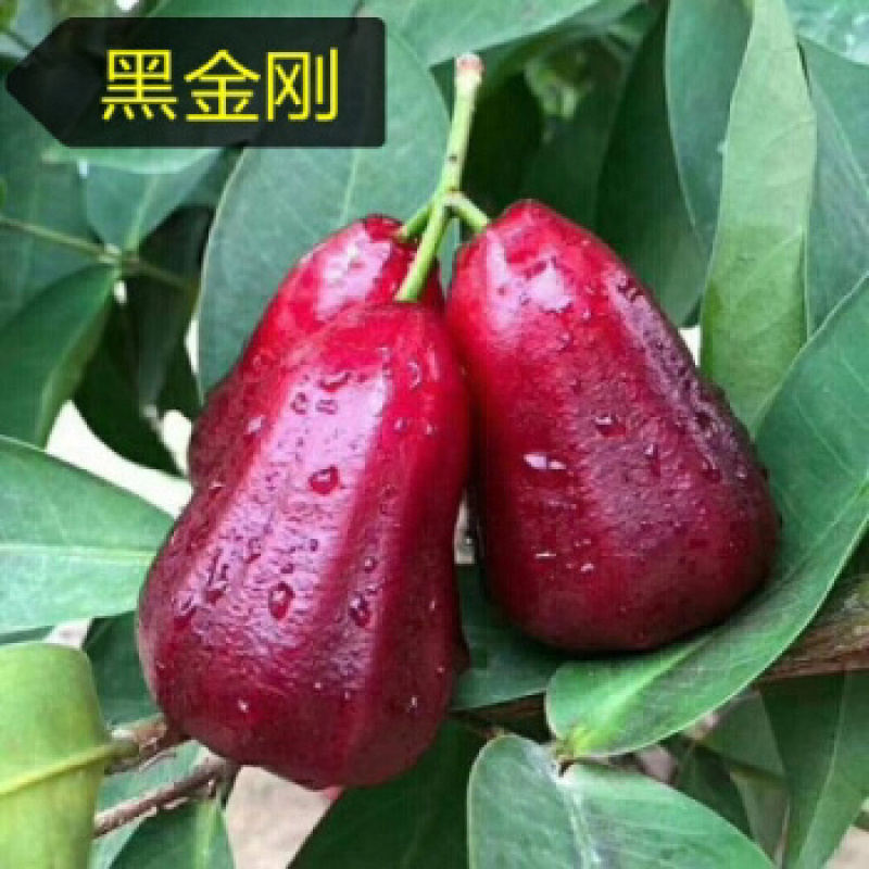 黑金刚莲雾苗/正品黑金刚/如假包换/女人的补水神器