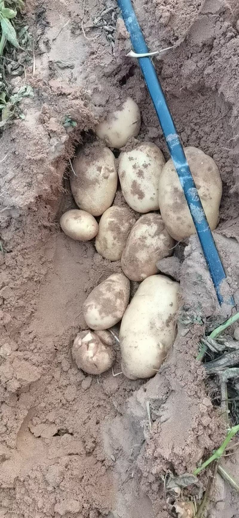 V7