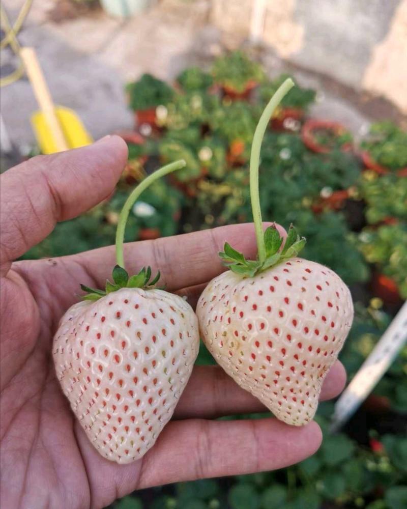 白雪公主草莓苗桃熏草莓苗白草莓苗日本淡雪草莓苗
