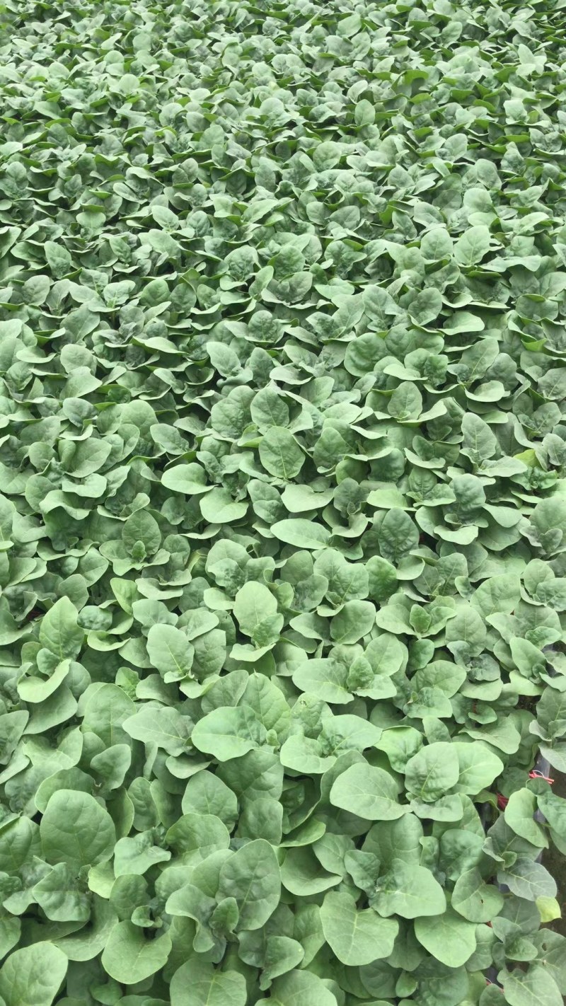 紫把黑皮茄子苗大龙长茄种苗温室大棚栽高产生长期长