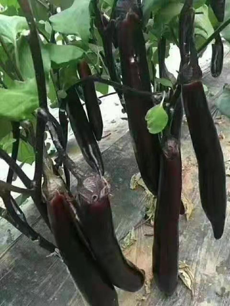 紫把黑皮茄子苗大龙长茄种苗温室大棚栽高产生长期长