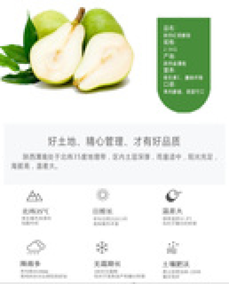 【火爆热销】红香酥梨产地直销一件代发对接商超社区团购