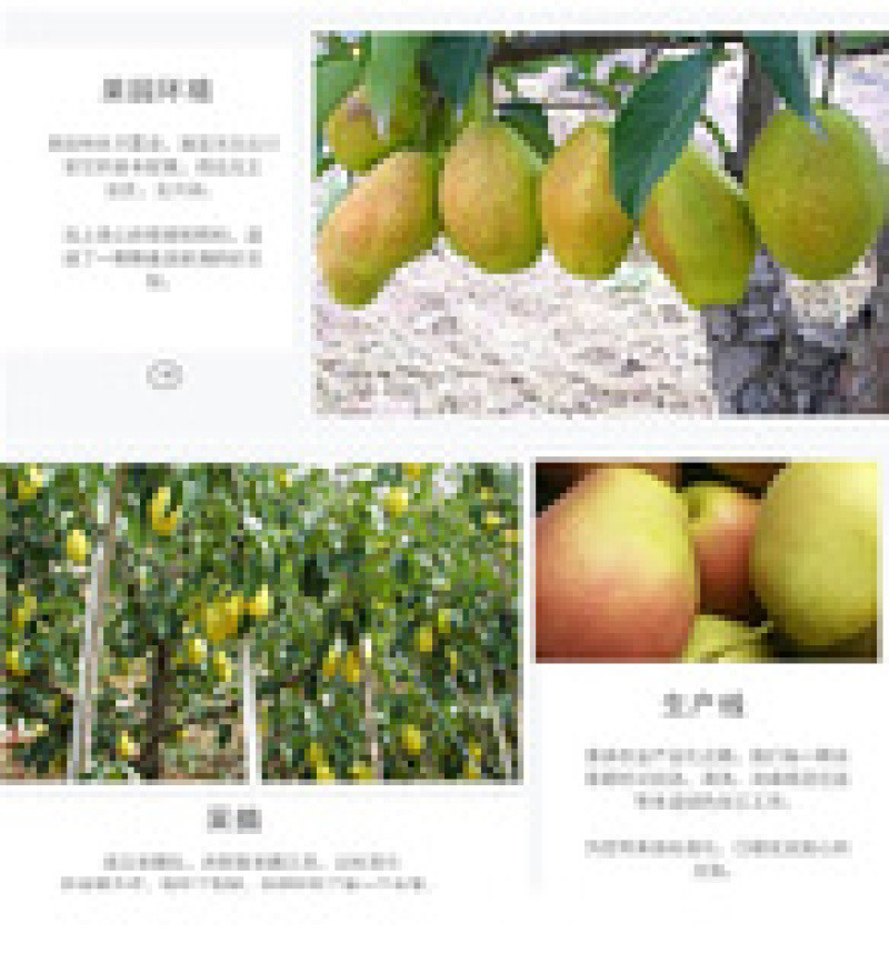 【火爆热销】红香酥梨产地直销一件代发对接商超社区团购