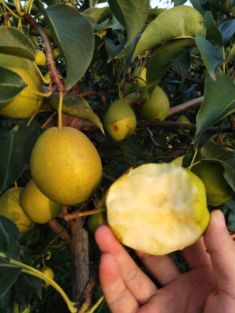 【火爆热销】红香酥梨产地直销一件代发对接商超社区团购