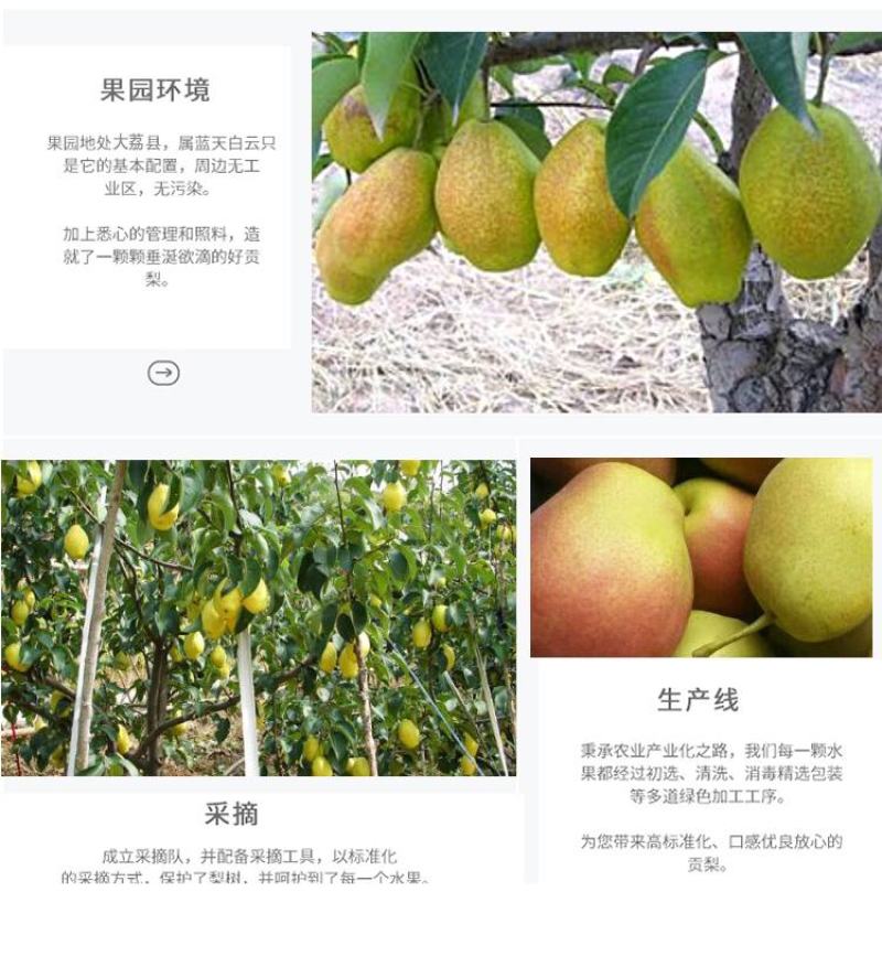 【火爆热销】红香酥梨产地直销一件代发对接商超社区团购