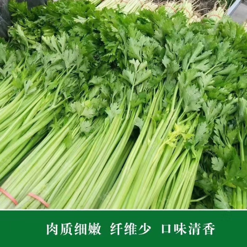 四季速生黄嫩小香芹种子纤维少直立性强清香实心芹菜种子